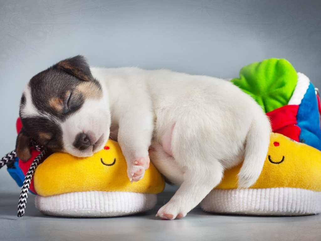 Cute Puppy Sleeping for 1024 x 768 resolution