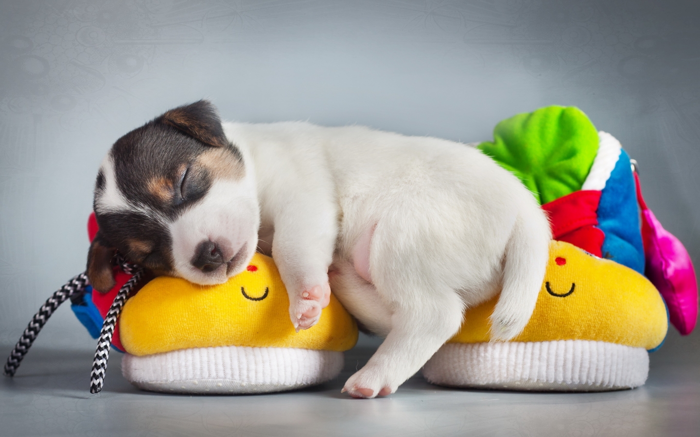 Cute Puppy Sleeping for 1440 x 900 widescreen resolution