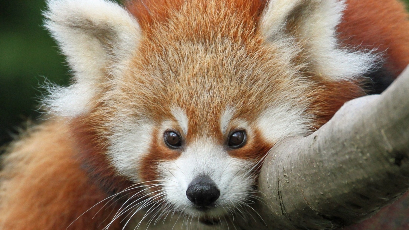 Cute Red Panda for 1366 x 768 HDTV resolution