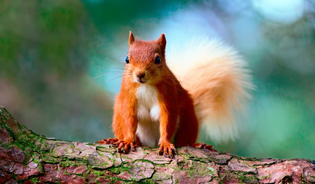 Cute Red Squirrel for 1024 x 600 widescreen resolution
