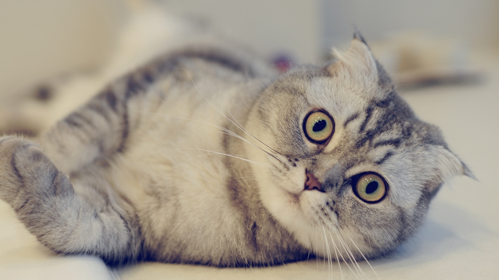 Cute Scottish Fold Cat  for 1600 x 900 HDTV resolution