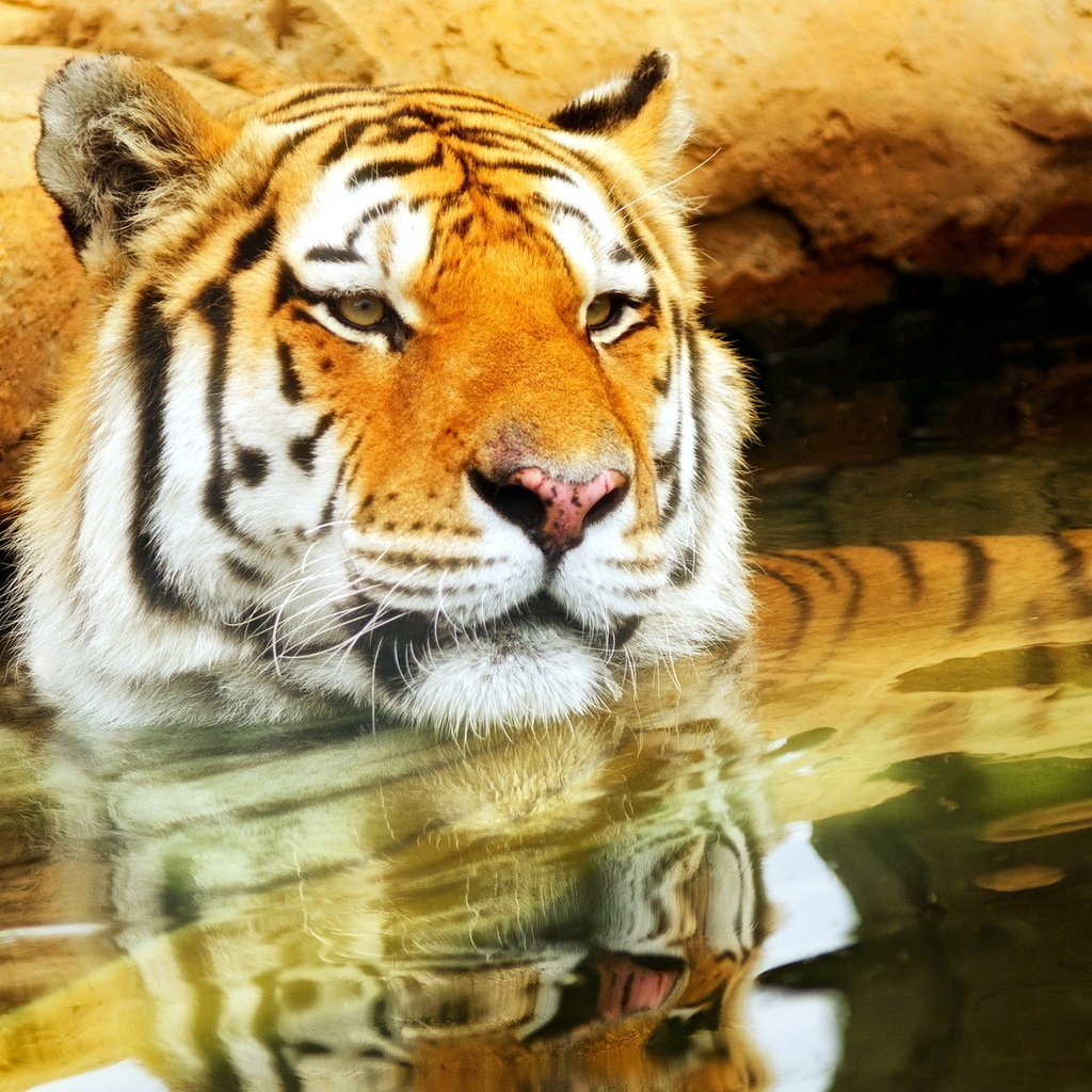 Cute Young Tiger for 1024 x 1024 iPad resolution