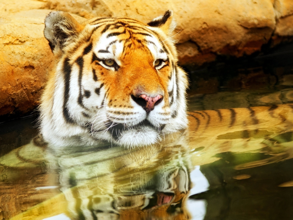 Cute Young Tiger for 1024 x 768 resolution
