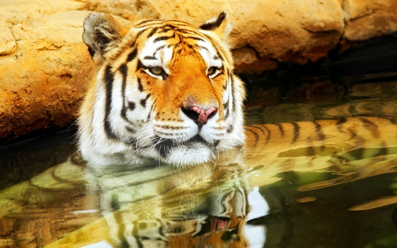 Cute Young Tiger for 1280 x 800 widescreen resolution