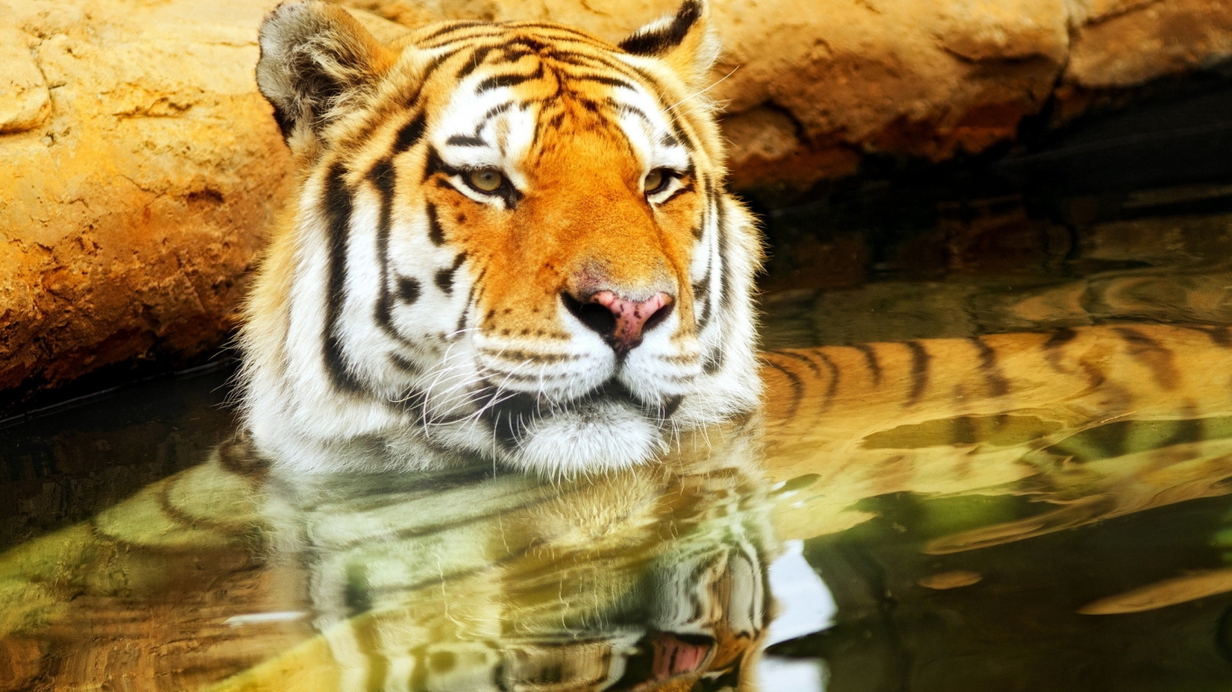 Cute Young Tiger for 1366 x 768 HDTV resolution