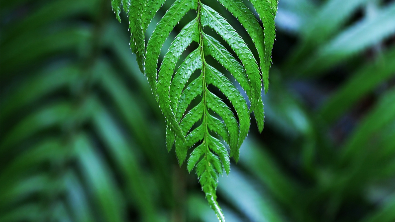Dangling frond for 1366 x 768 HDTV resolution