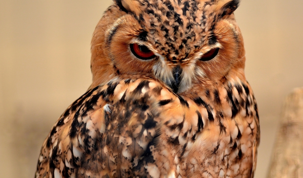 Desert Eagle Owl for 1024 x 600 widescreen resolution