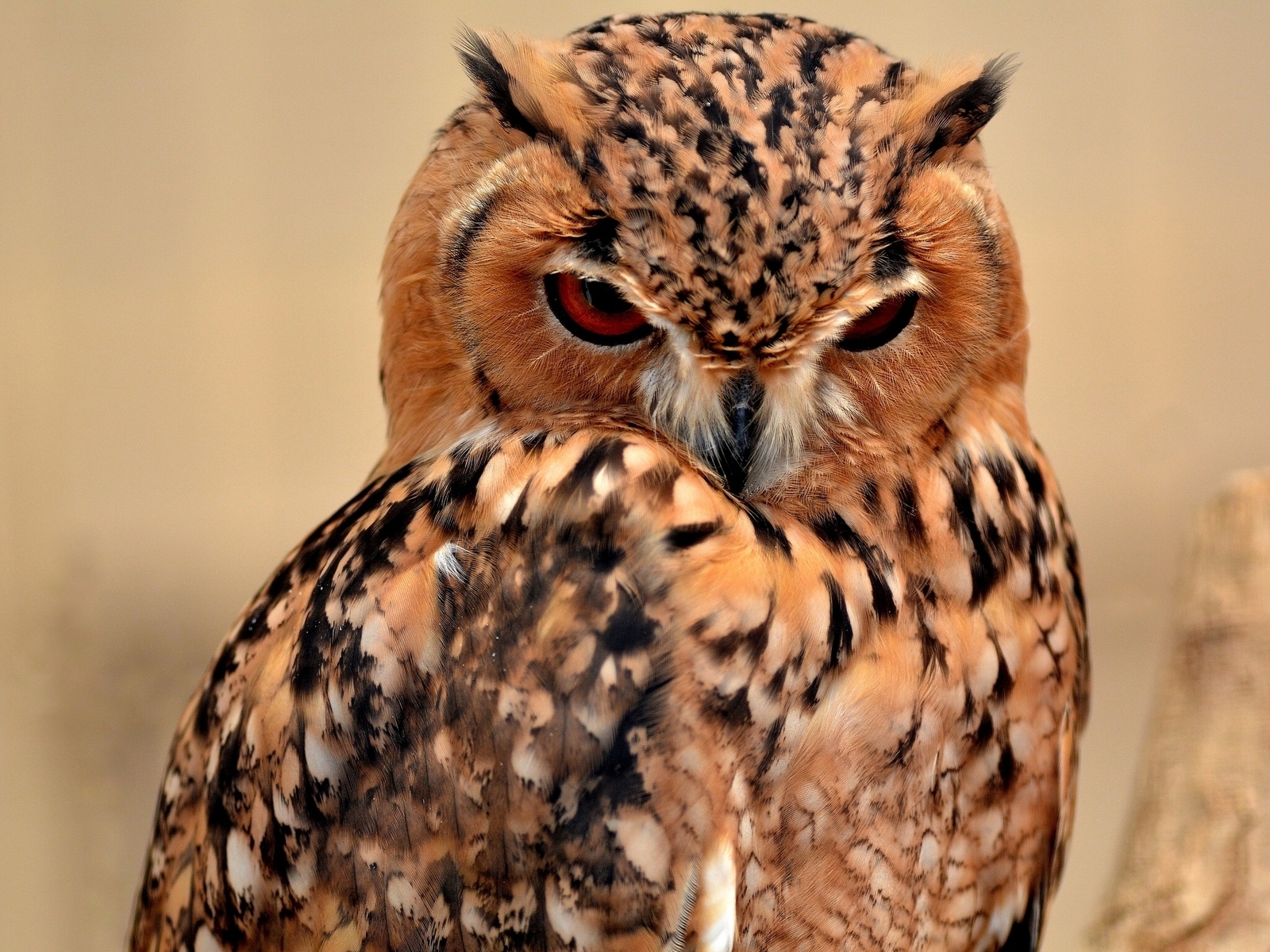 Desert Eagle Owl for 1600 x 1200 resolution