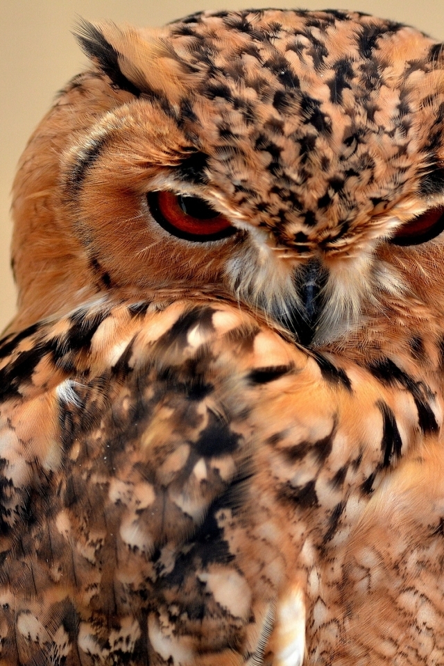 Desert Eagle Owl for 640 x 960 iPhone 4 resolution