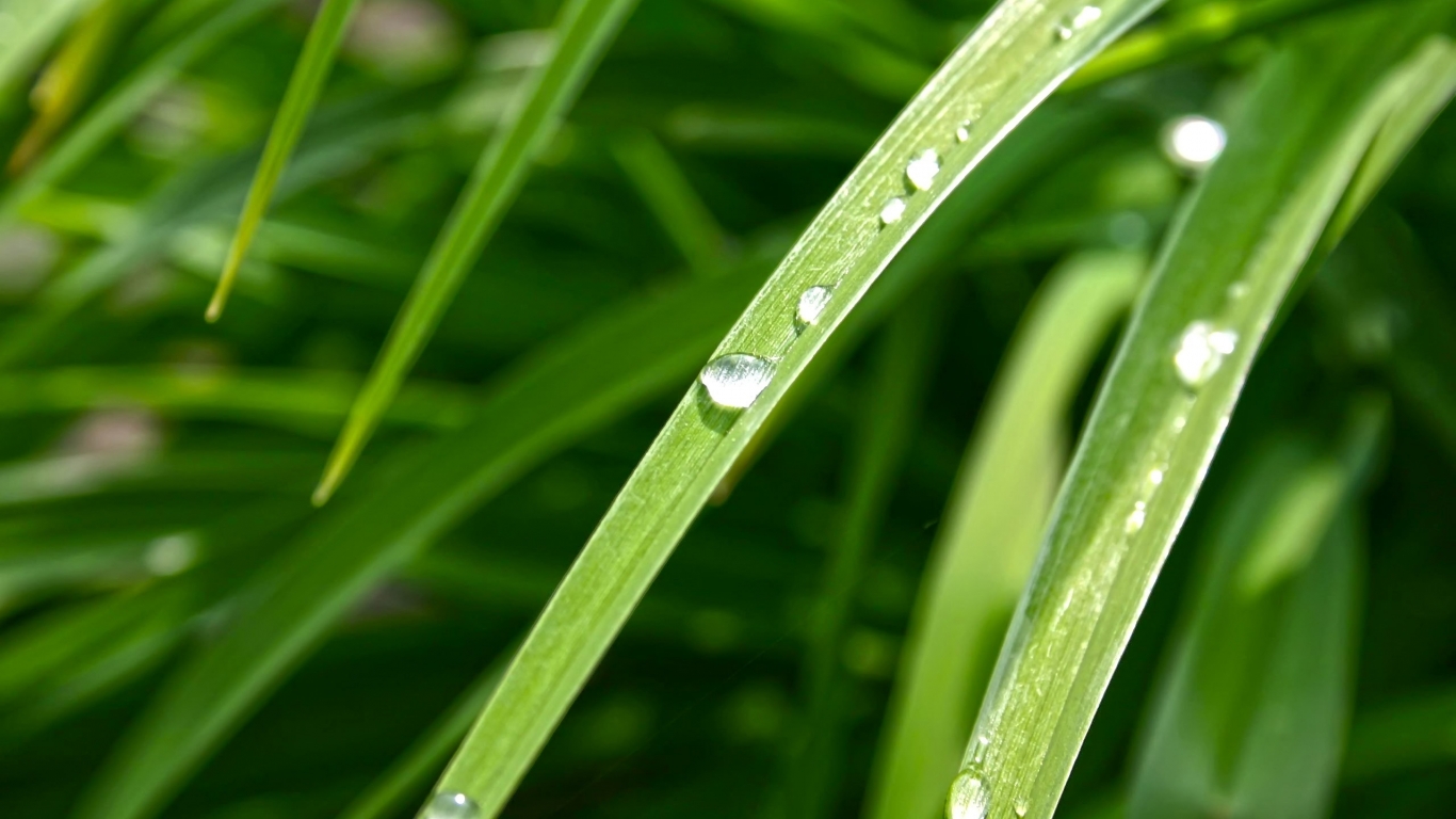 Dew Drop for 1366 x 768 HDTV resolution