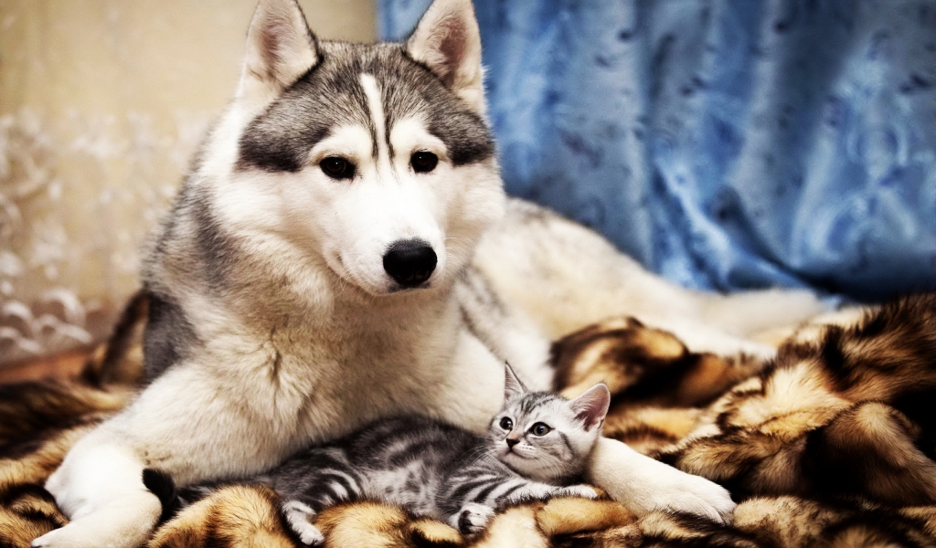 Dog and Cat Friends for 1024 x 600 widescreen resolution