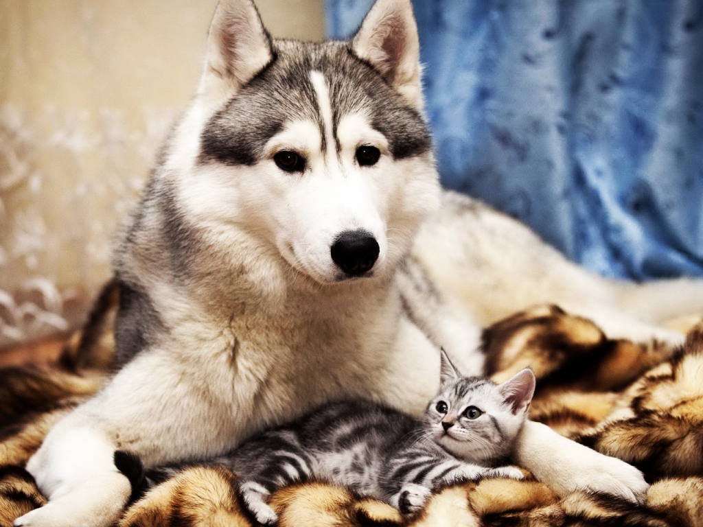 Dog and Cat Friends for 1024 x 768 resolution