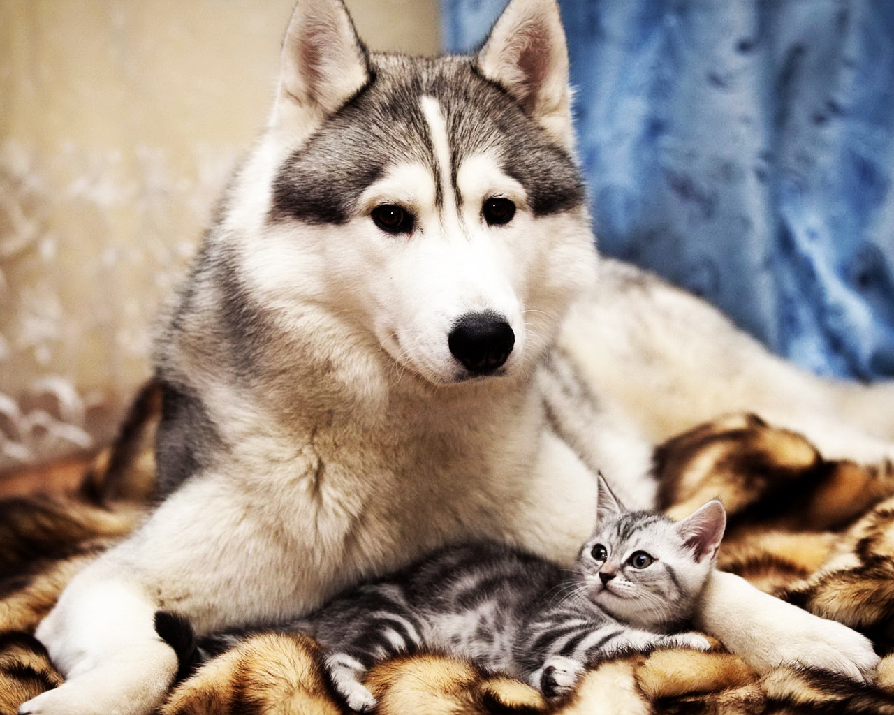 Dog and Cat Friends for 1280 x 1024 resolution
