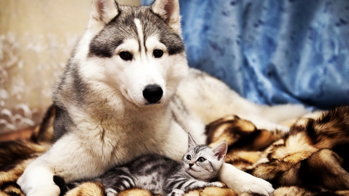 Dog and Cat Friends for 1366 x 768 HDTV resolution