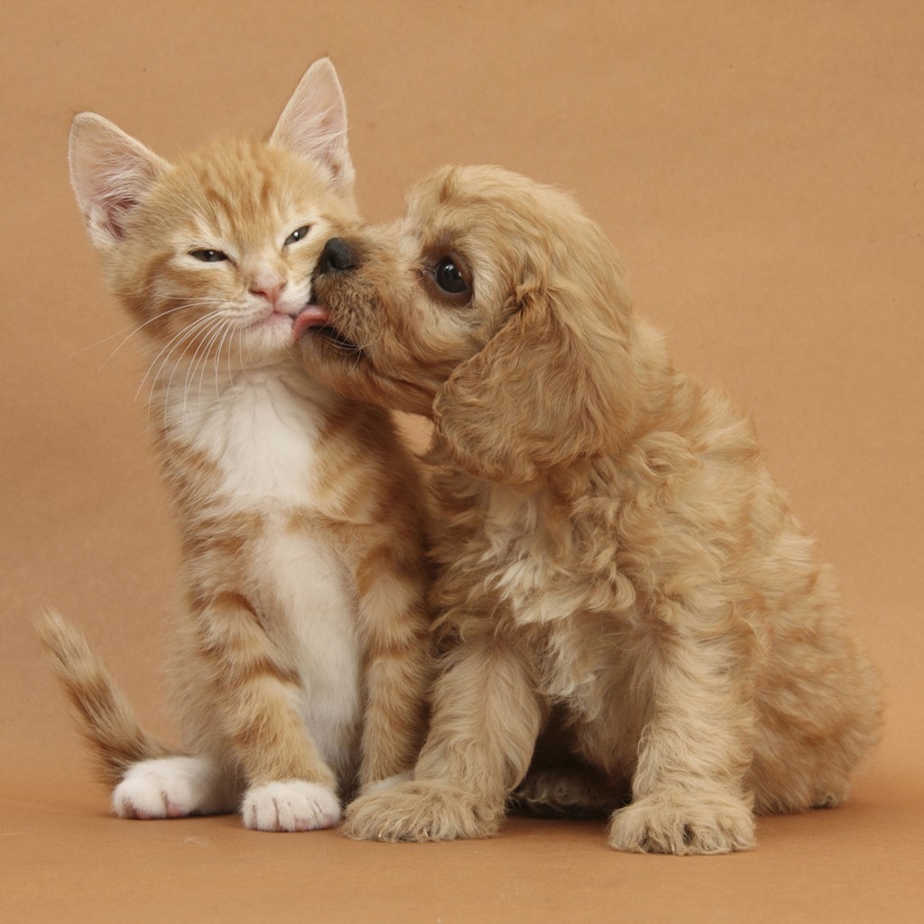Dog and Cat Kissing for 1024 x 1024 iPad resolution