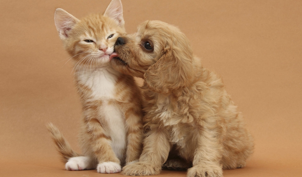 Dog and Cat Kissing for 1024 x 600 widescreen resolution
