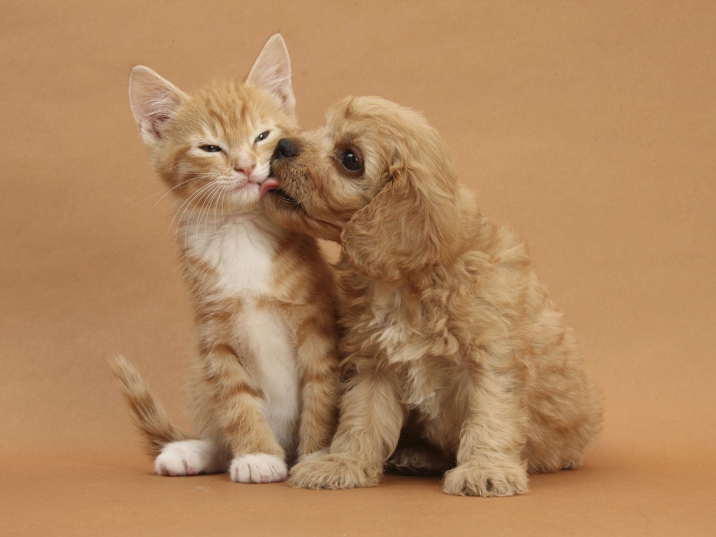 Dog and Cat Kissing for 1024 x 768 resolution