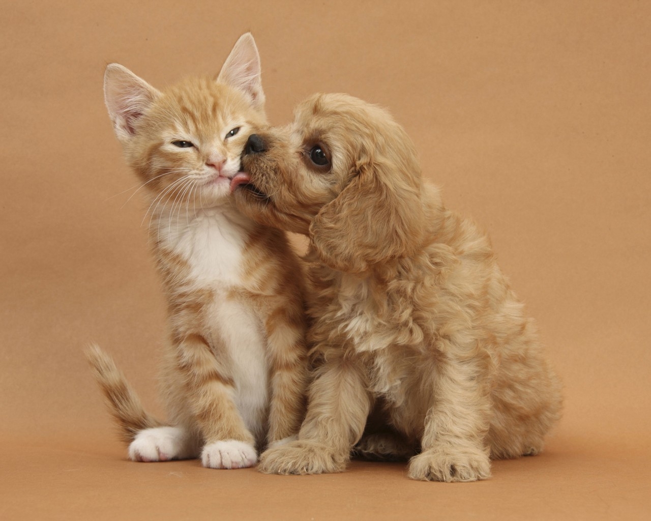 Dog and Cat Kissing for 1280 x 1024 resolution