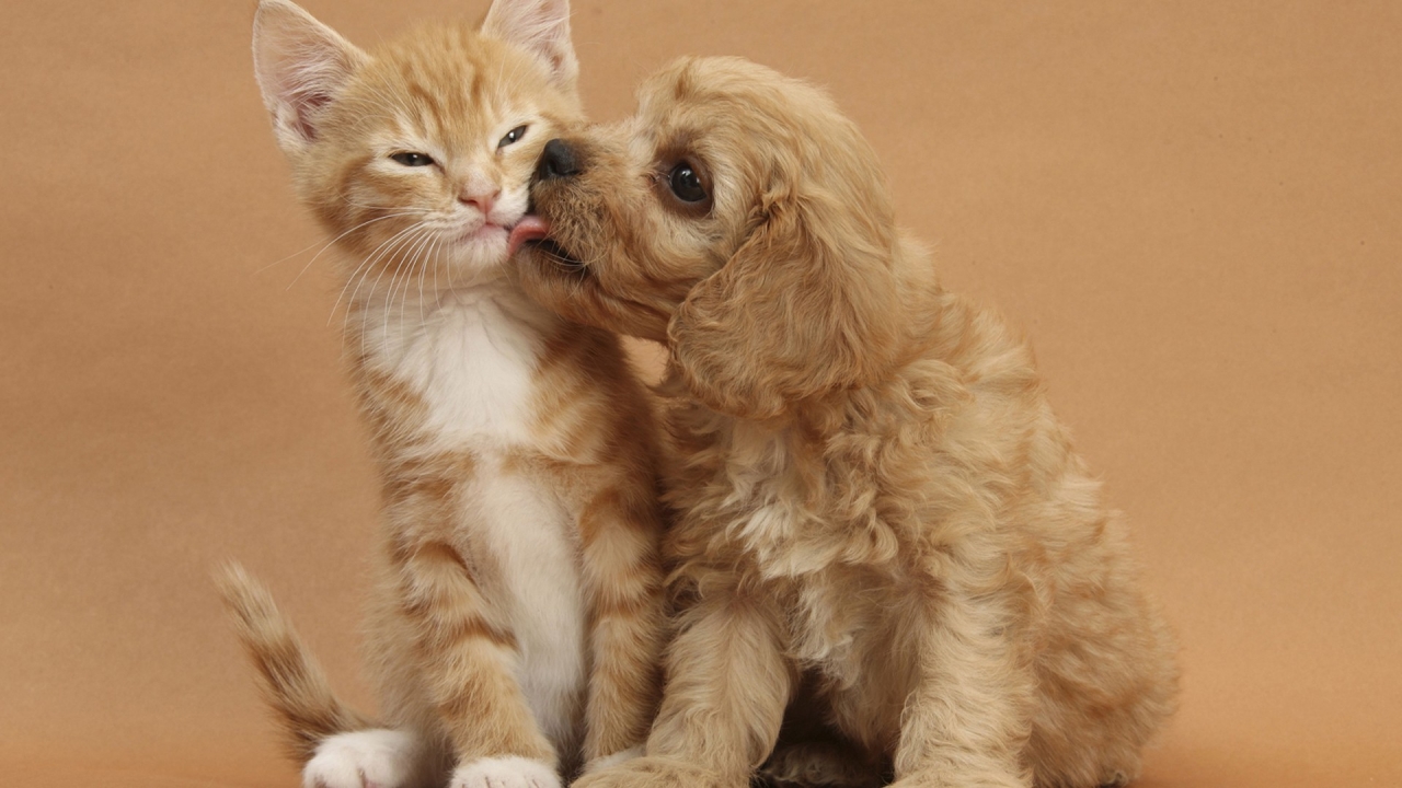 Dog and Cat Kissing for 1280 x 720 HDTV 720p resolution