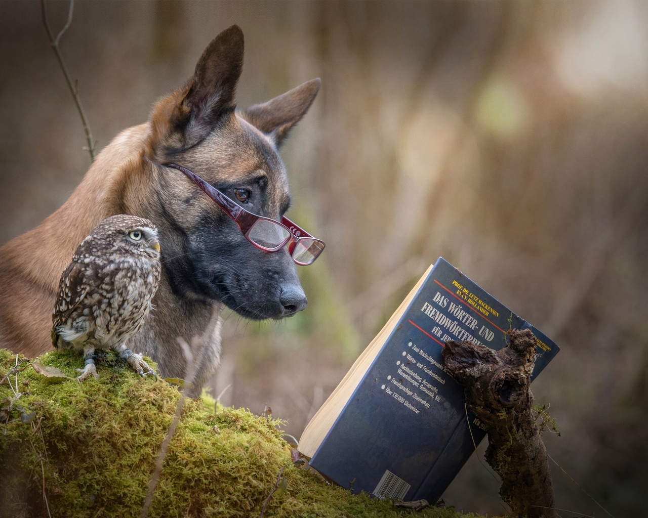 Dog and Owl Reading a Book for 1280 x 1024 resolution