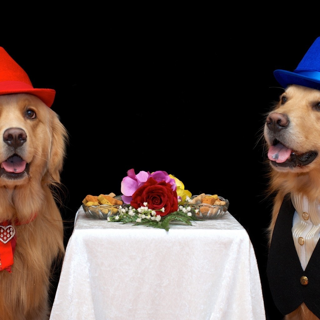 Dog Couple Dating for 1024 x 1024 iPad resolution