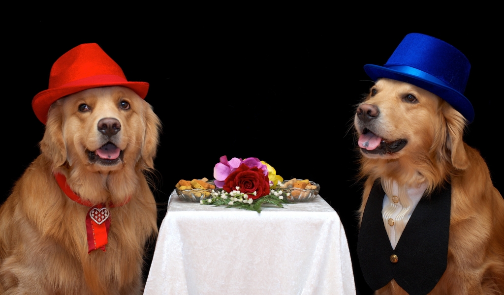 Dog Couple Dating for 1024 x 600 widescreen resolution