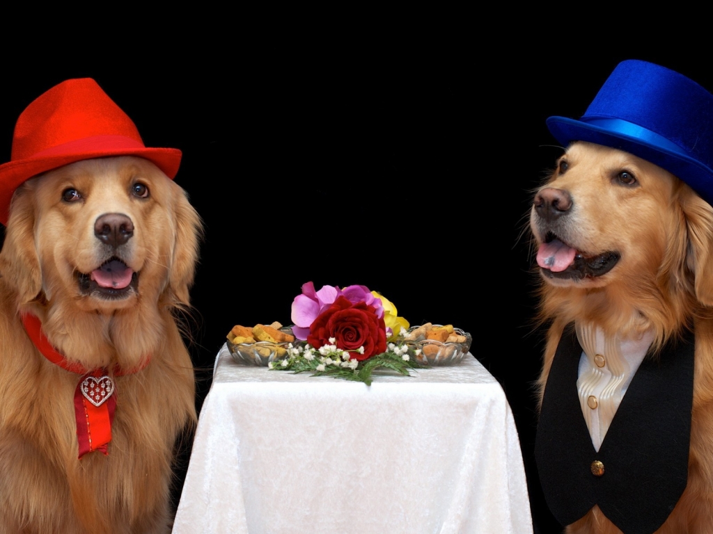Dog Couple Dating for 1024 x 768 resolution