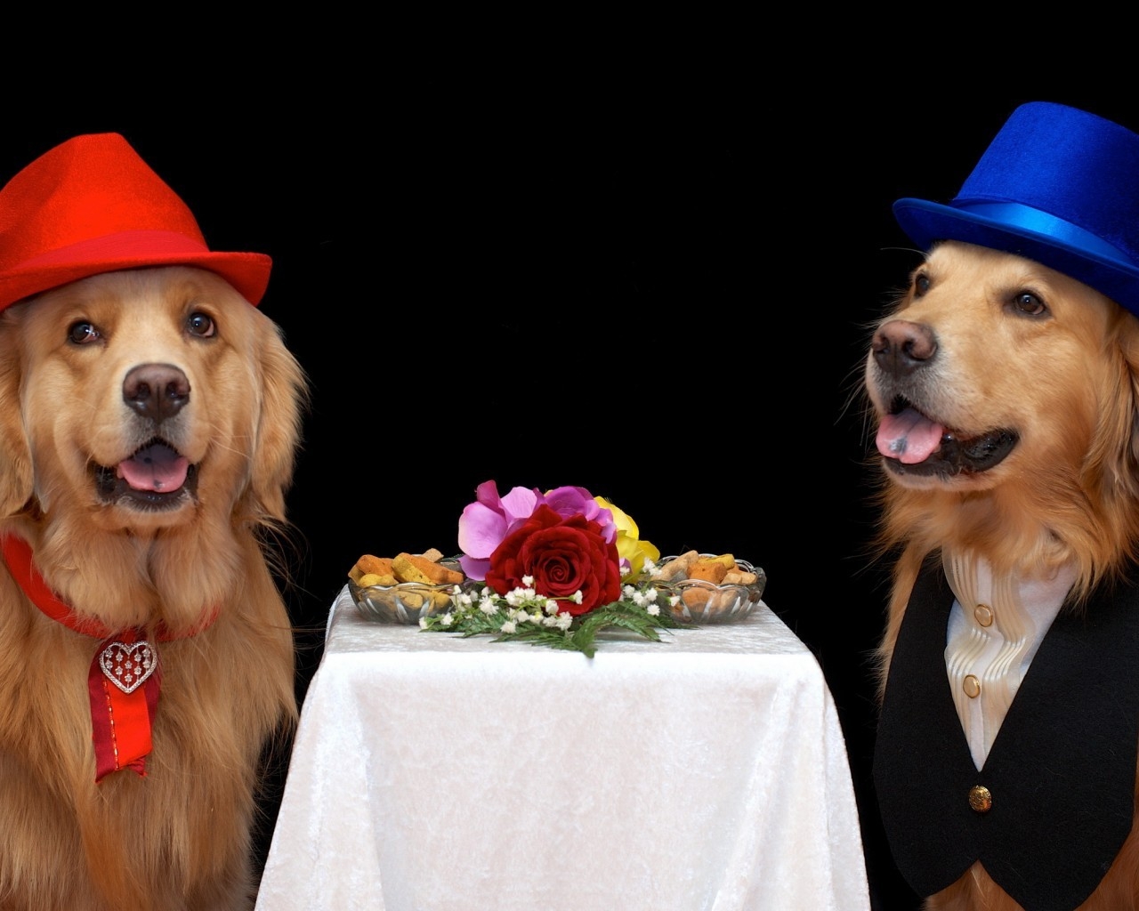 Dog Couple Dating for 1280 x 1024 resolution