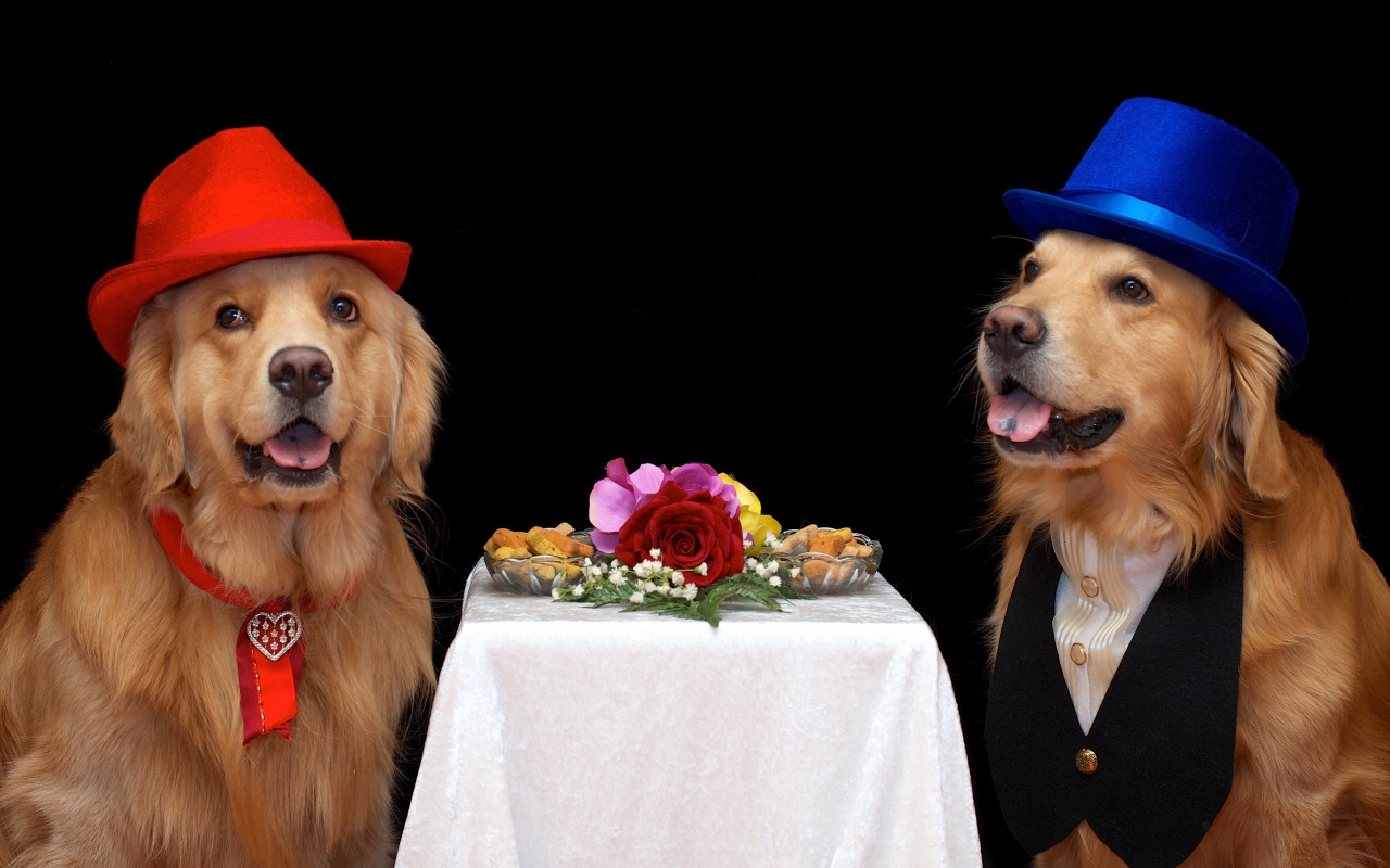 Dog Couple Dating for 1280 x 800 widescreen resolution