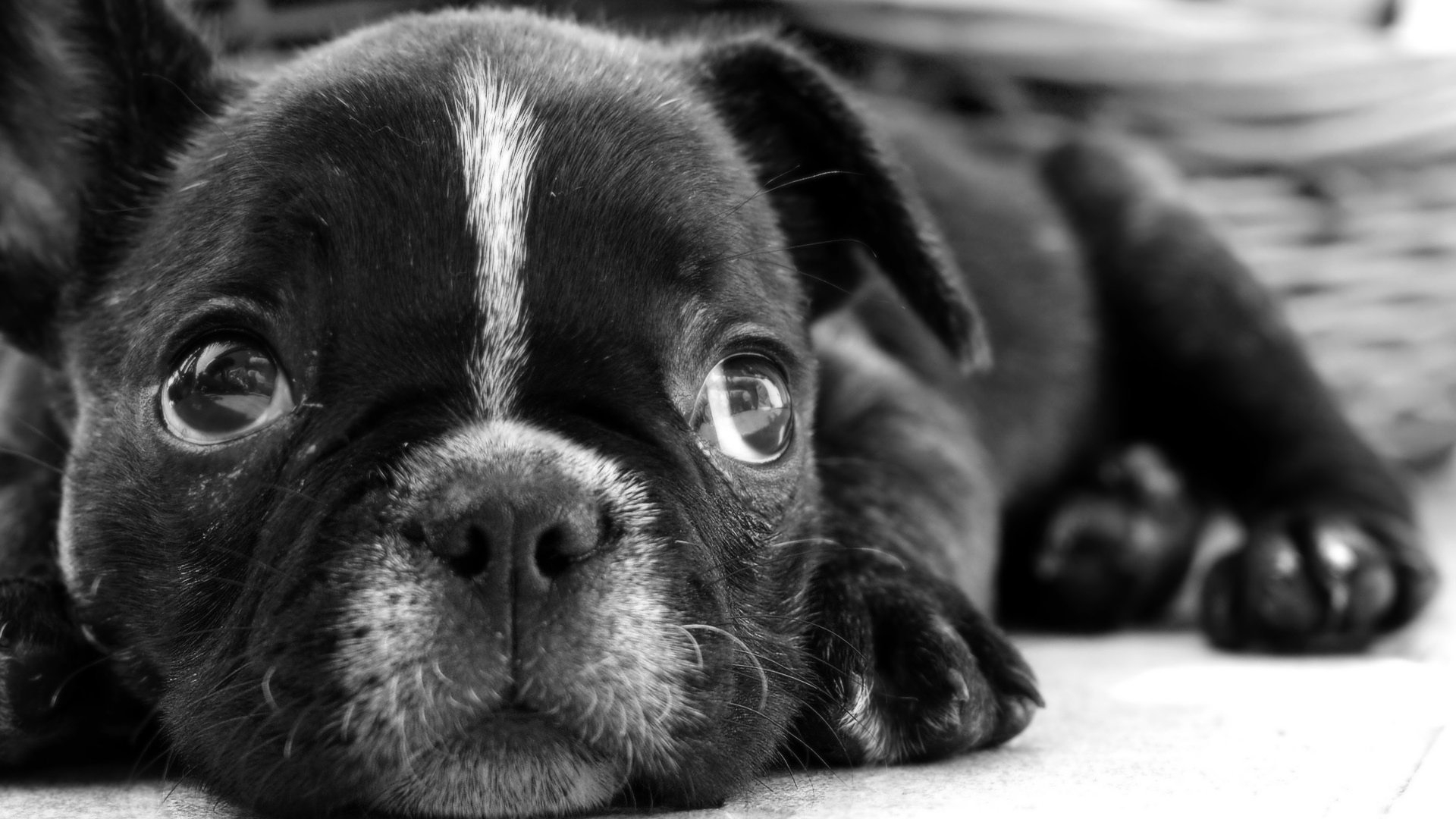 Dog lost in thought for 1920 x 1080 HDTV 1080p resolution