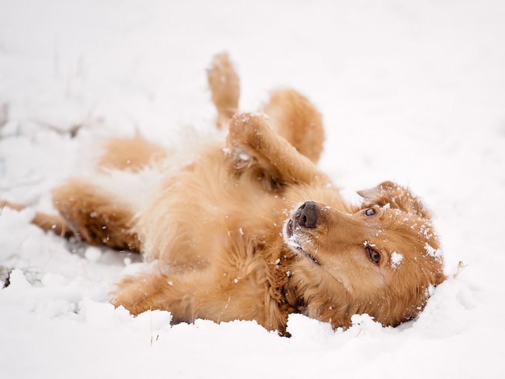 Dog Playing in the Snow for 1024 x 768 resolution
