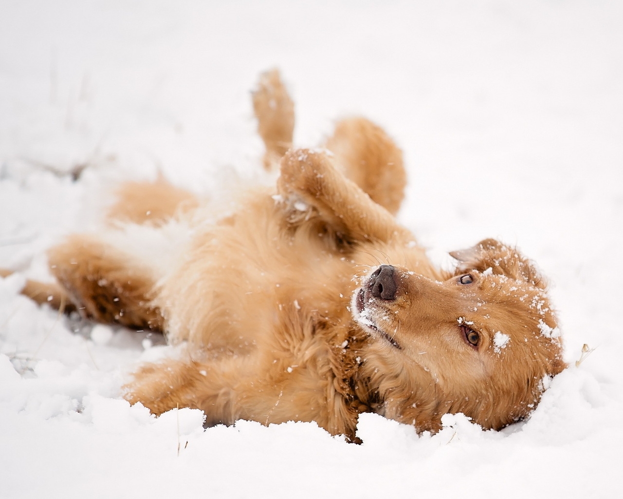 Dog Playing in the Snow for 1280 x 1024 resolution