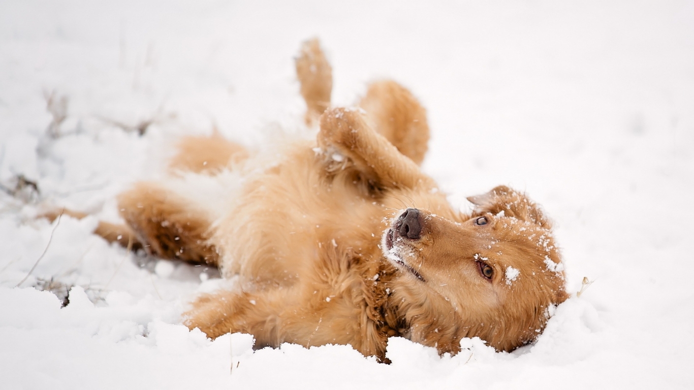 Dog Playing in the Snow for 1366 x 768 HDTV resolution