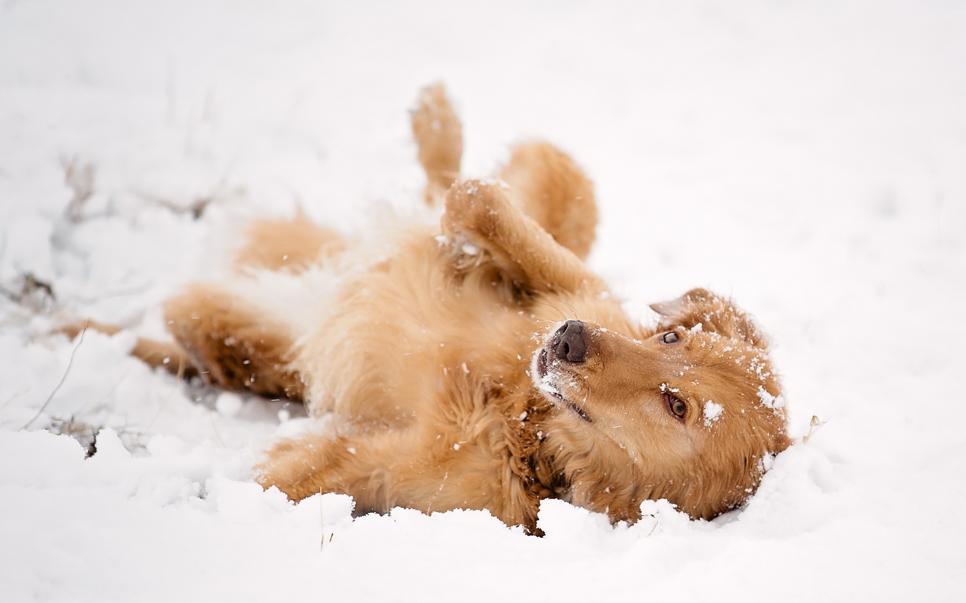 Dog Playing in the Snow for 1920 x 1200 widescreen resolution