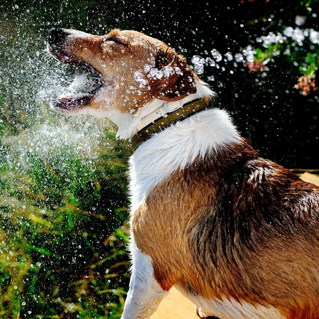 Dog Playing with Water for 1024 x 1024 iPad resolution