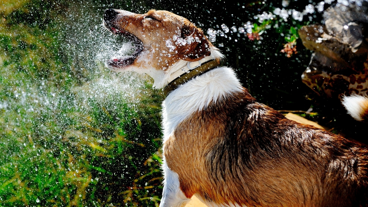 Dog Playing with Water for 1280 x 720 HDTV 720p resolution