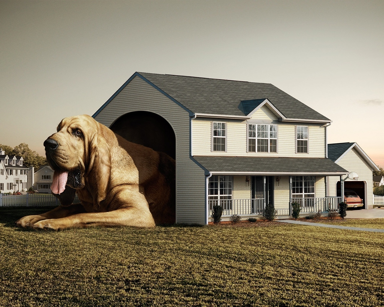 Dog Real House for 1280 x 1024 resolution