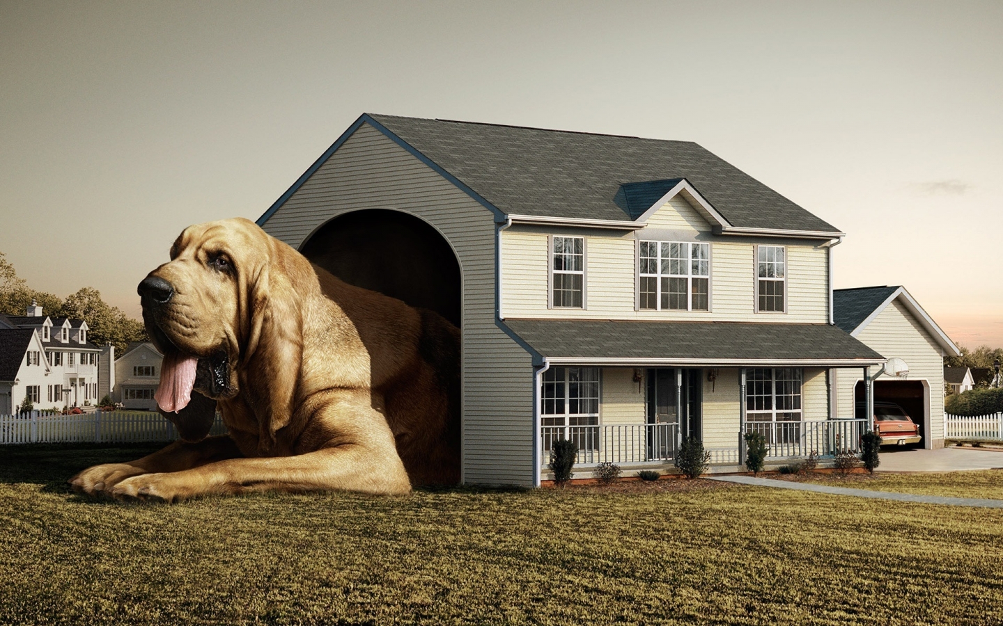 Dog Real House for 1440 x 900 widescreen resolution