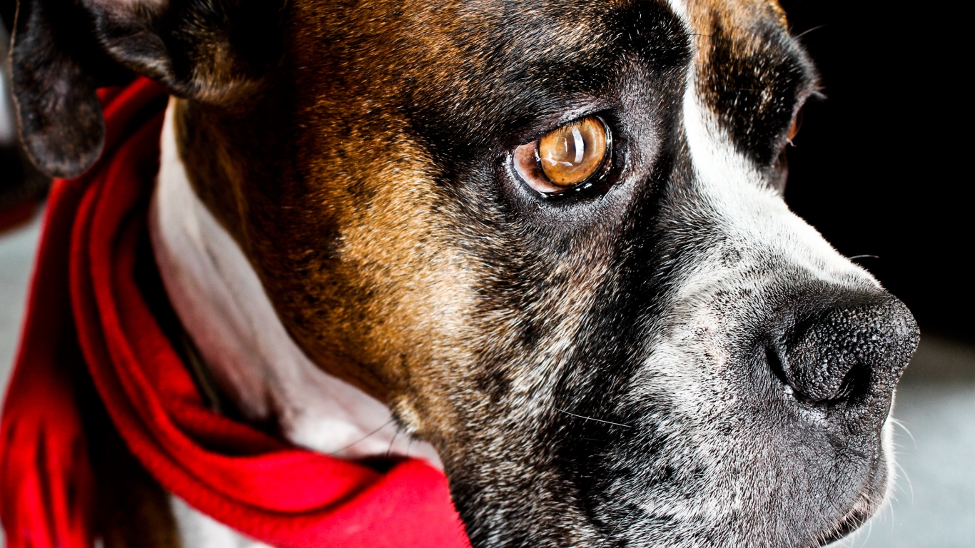 Dog with Red Scarf for 1366 x 768 HDTV resolution