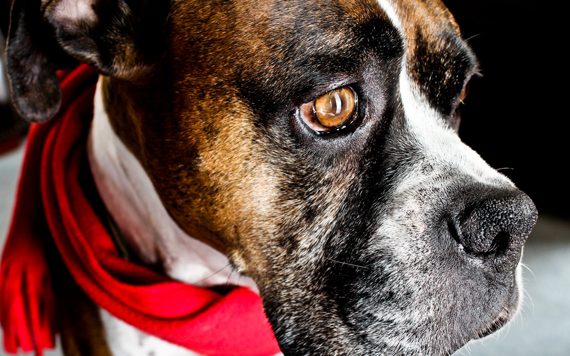 Dog with Red Scarf for 1920 x 1200 widescreen resolution