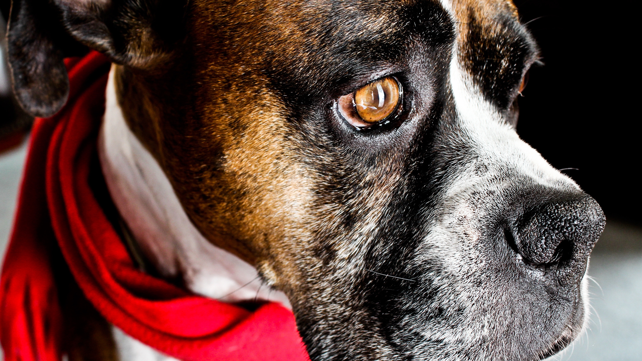 Dog with Red Scarf for 2560x1440 HDTV resolution