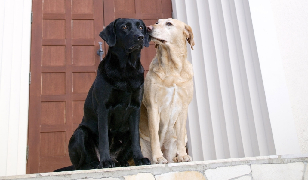 Dogs in Love for 1024 x 600 widescreen resolution