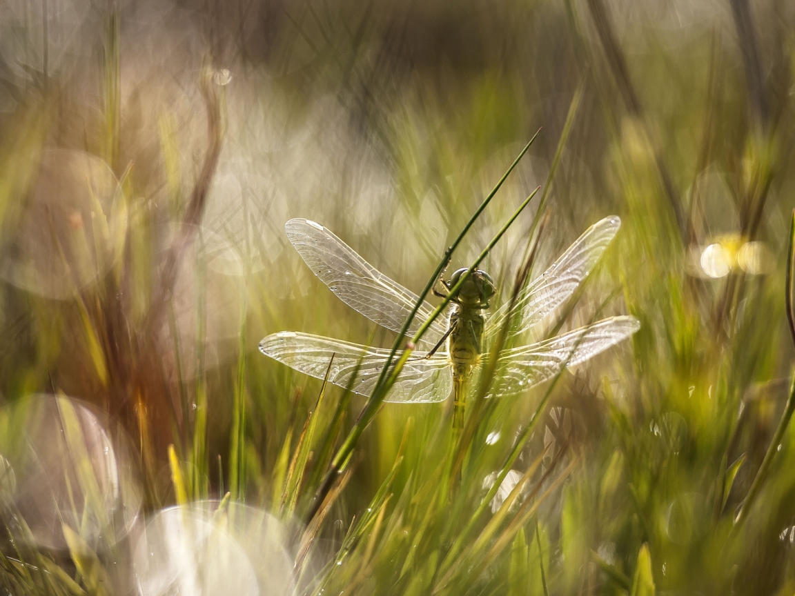 Dragonfly in the Grass for 1152 x 864 resolution