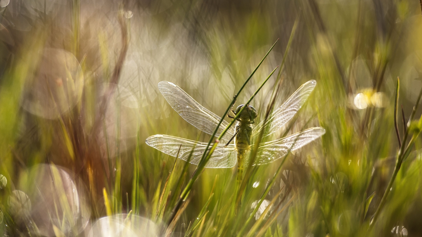 Dragonfly in the Grass for 1366 x 768 HDTV resolution