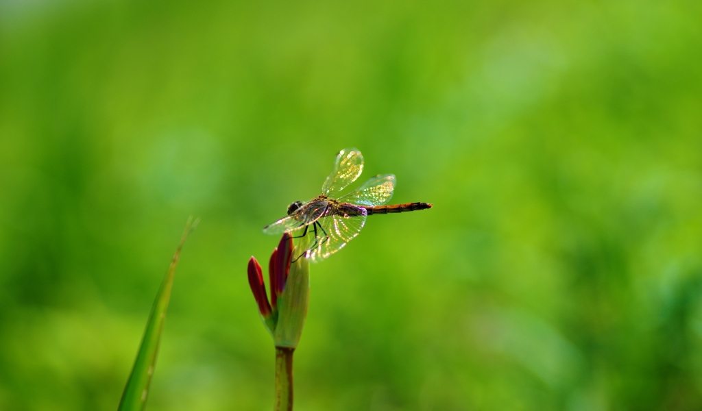 Dragonfly on Plant for 1024 x 600 widescreen resolution