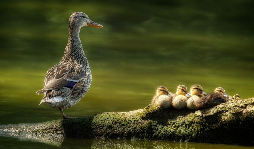 Duck Family for 1024 x 600 widescreen resolution