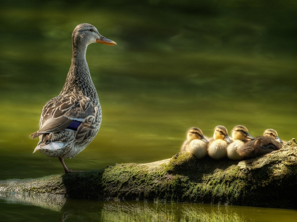 Duck Family for 1152 x 864 resolution