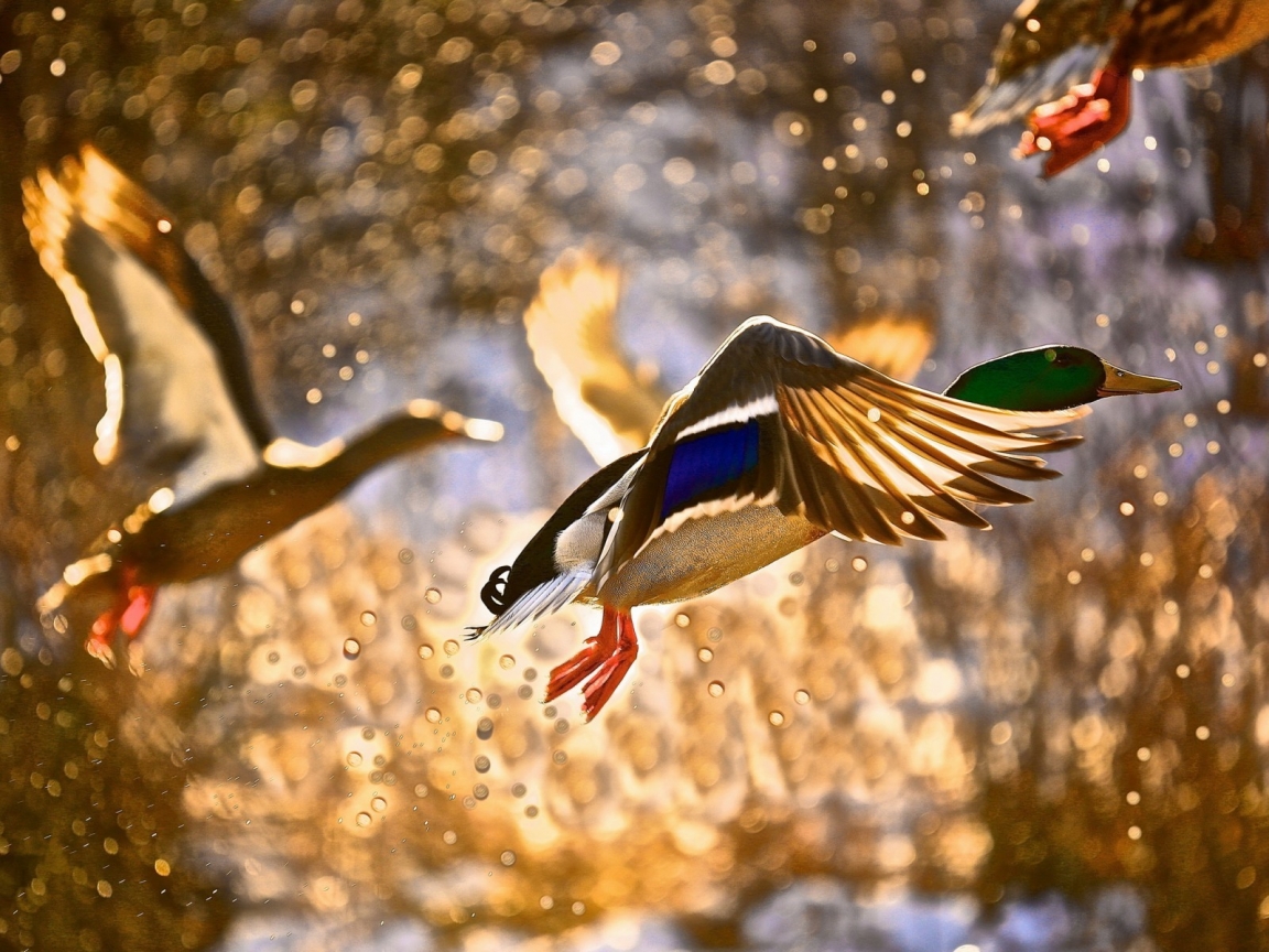 Duck Flying for 1152 x 864 resolution