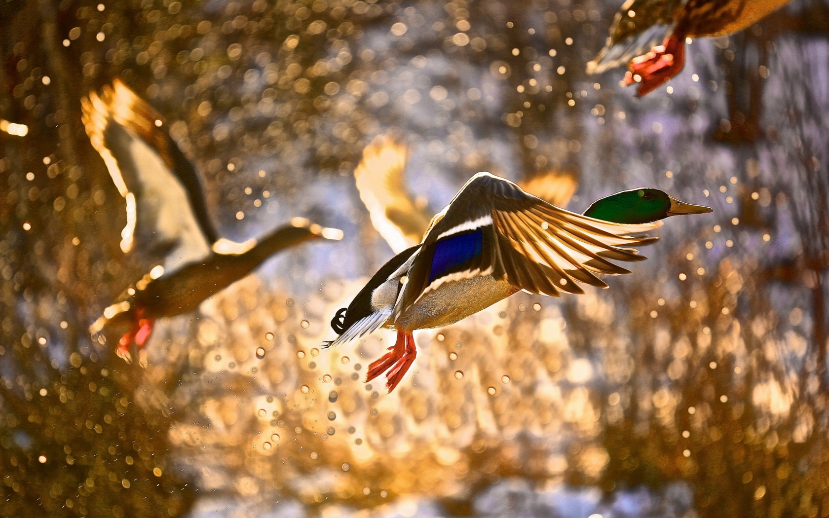 Duck Flying for 1680 x 1050 widescreen resolution