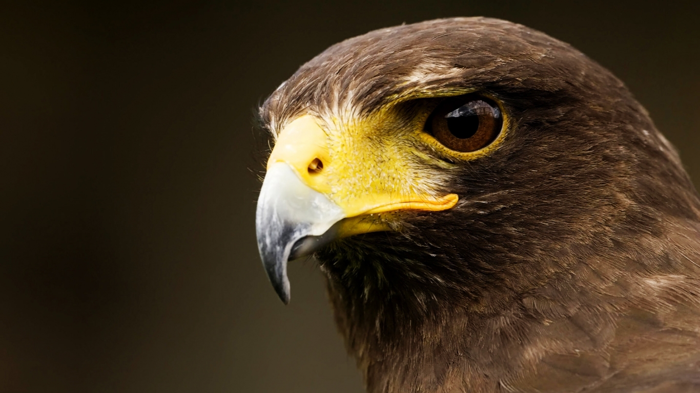 Eagle for 1366 x 768 HDTV resolution